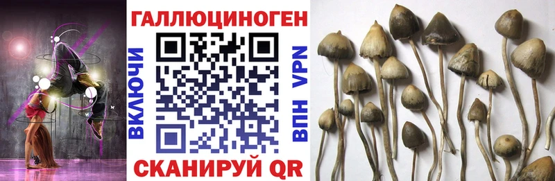 купить закладку  Вяземский  Галлюциногенные грибы Psilocybe 
